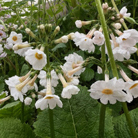 Primula japonica 'Postford White'